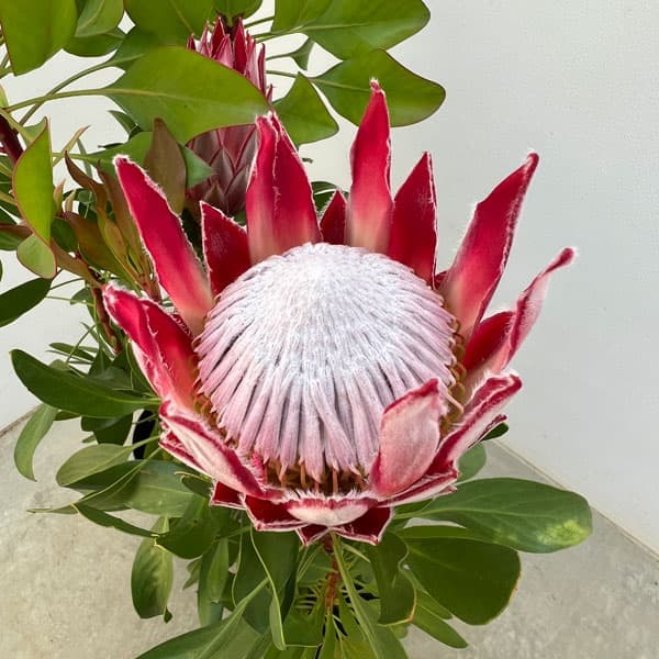 プロテア 苗（苗木、植木） | 花、ガーデニング のおすすめ人気商品