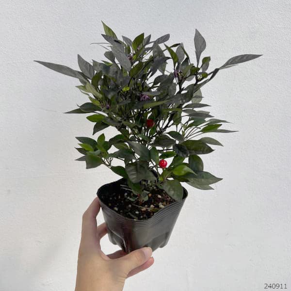 草花の苗 ゴシキトウガラシ オニキスレッド3....の詳細画像1