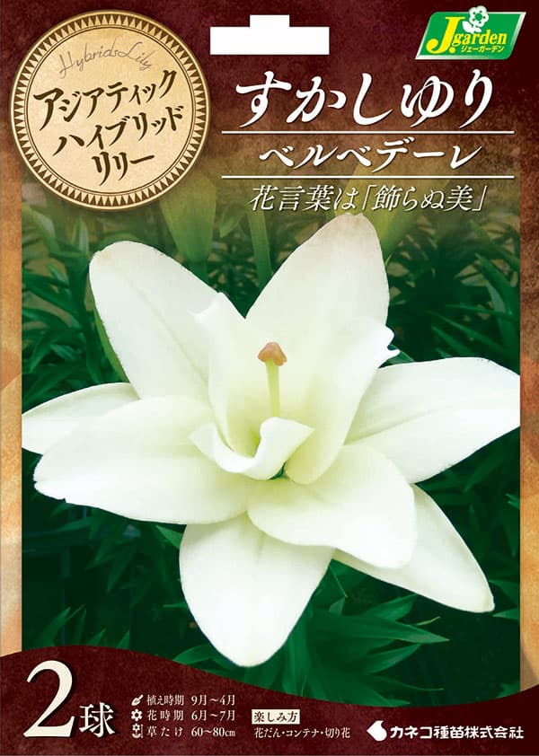球根 26年10月中下旬予約 ユリ(八重咲すか...の詳細画像1
