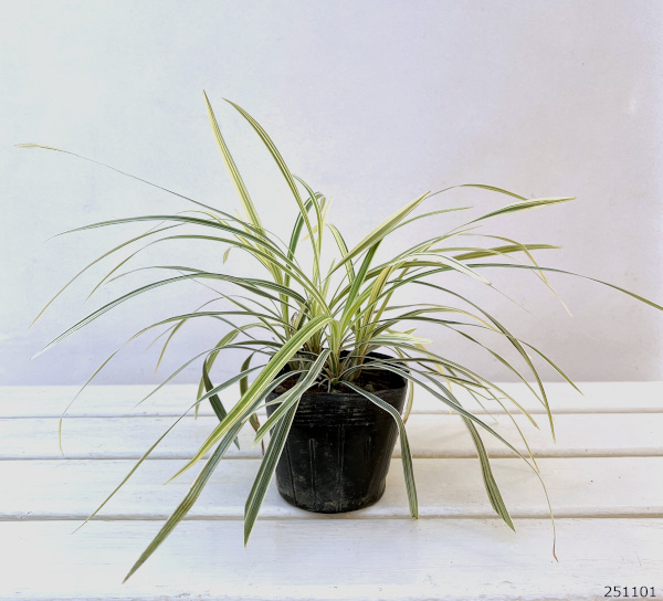 草花の苗 ノシラン 斑入ノシラン・ビッタータス...の詳細画像1