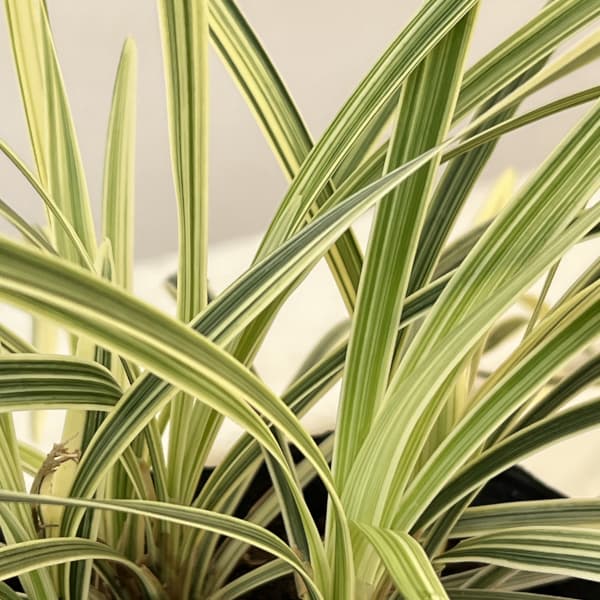 草花の苗 ノシラン 斑入ノシラン・ビッタータス...の詳細画像2