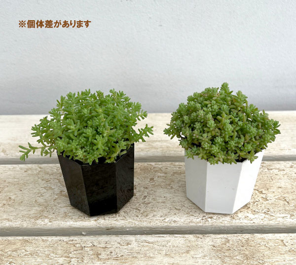 観葉植物 セダム ミルキーウェイ2-2.5号ポットの詳細画像2