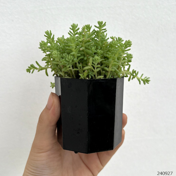 観葉植物 セダム ミルキーウェイ2-2.5号ポットの詳細画像4