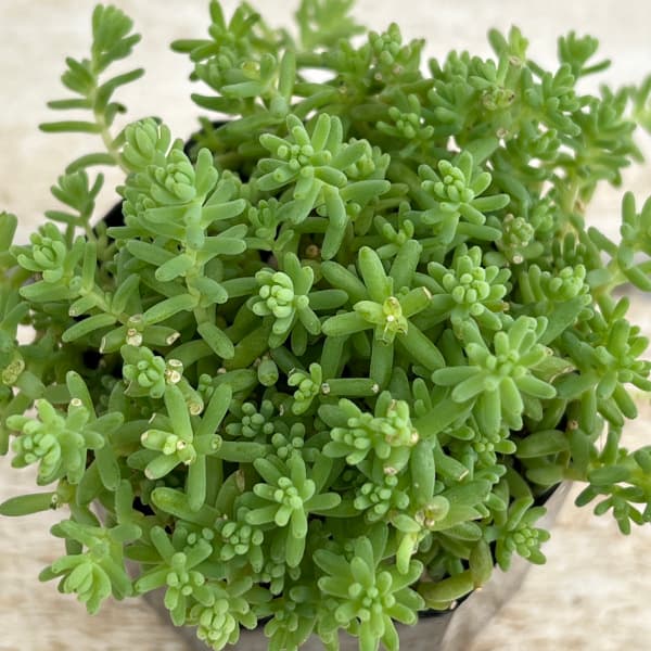 観葉植物 セダム ミルキーウェイ2-2.5号ポットの詳細画像1
