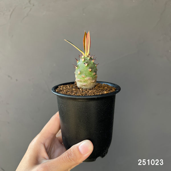 観葉植物 ユーフォルビア パキポディオイデス ...の詳細画像1