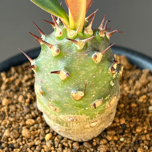 観葉植物 ユーフォルビア パキポディオイデス ...の詳細画像2