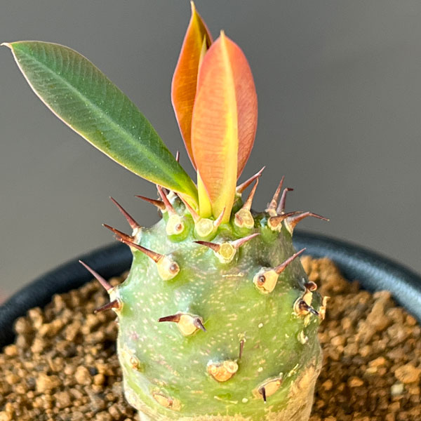 観葉植物 ユーフォルビア パキポディオイデス ...の詳細画像3