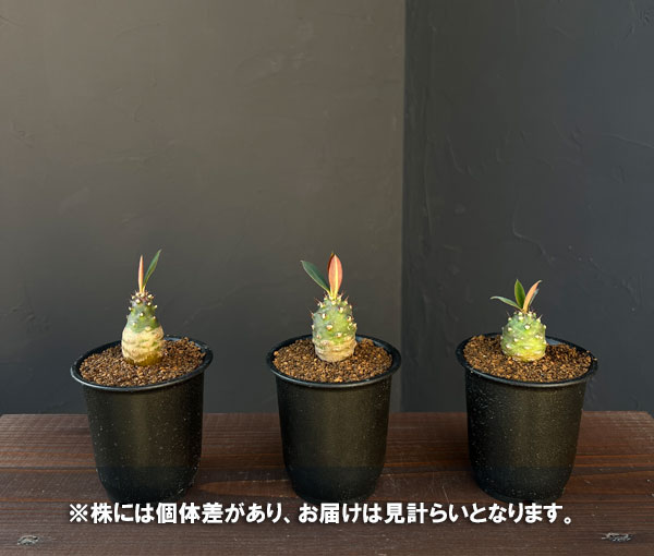 観葉植物 ユーフォルビア パキポディオイデス ...の詳細画像4