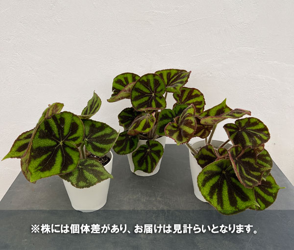 観葉植物/ベゴニア（根茎）：マッソ二アーナ　マクラータ　5号鉢植え