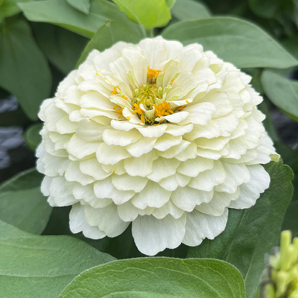 ジニア 寄せ植え（花、ガーデニング）の商品一覧 通販 - Yahoo