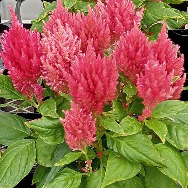 草花の苗 けいとう キモノ単色植えサーモンロー...の詳細画像2