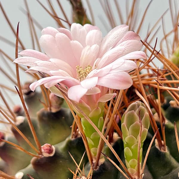 観葉植物 サボテン ギムノカリキウム ハイブリッド 5号24-04 : 園芸