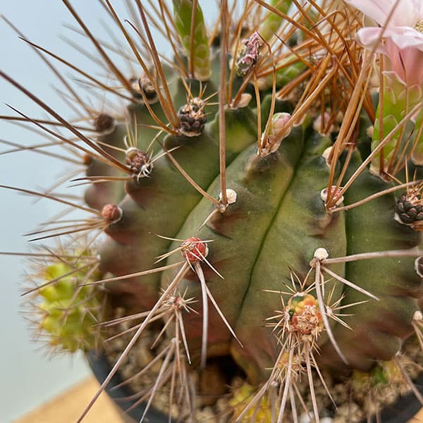 観葉植物 サボテン ギムノカリキウム ハイブリッド 5号24-04 : 園芸