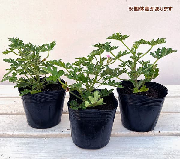 ゼラニウム バラ咲き（苗） | 花、ガーデニング のおすすめ人気商品