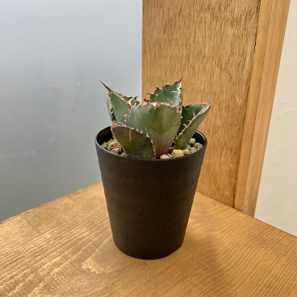 アガベ 鉢（観葉植物） | 花、ガーデニング のおすすめ人気商品