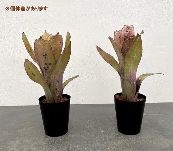 ビルベルギアの商品一覧 通販 - Yahoo!ショッピング