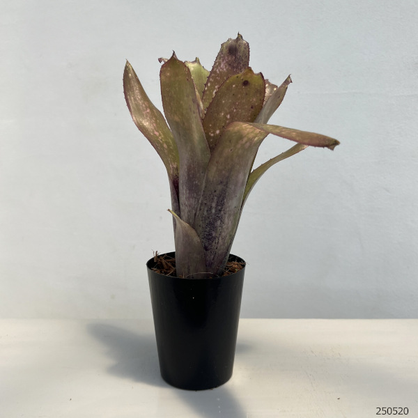 ビルベルギアのおすすめ人気商品一覧 通販 - Yahoo!ショッピング