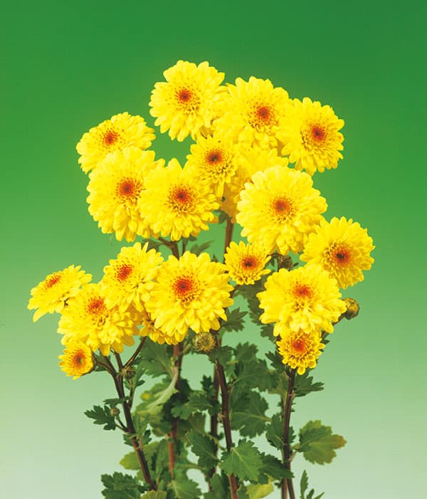 草花の苗 (わけあり特価)キク 寒咲き八重小菊...の詳細画像2