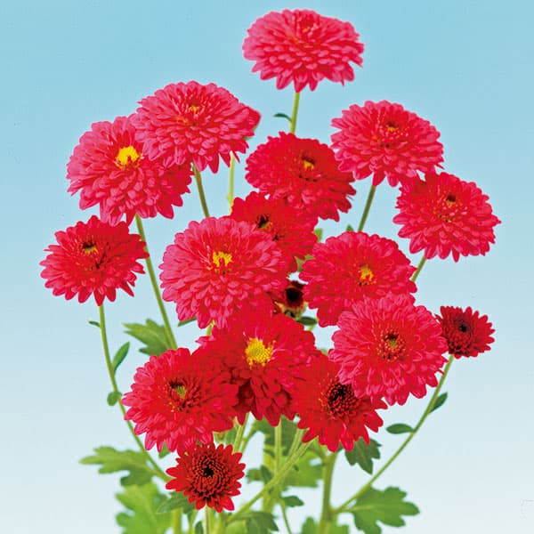 草花の苗 (わけあり特価)キク 寒咲き八重小菊...の詳細画像1