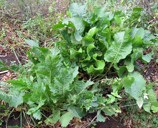 野菜の苗 ワサビダイコン（ホースラディッシュ）3号ポット2株セット |  | 04