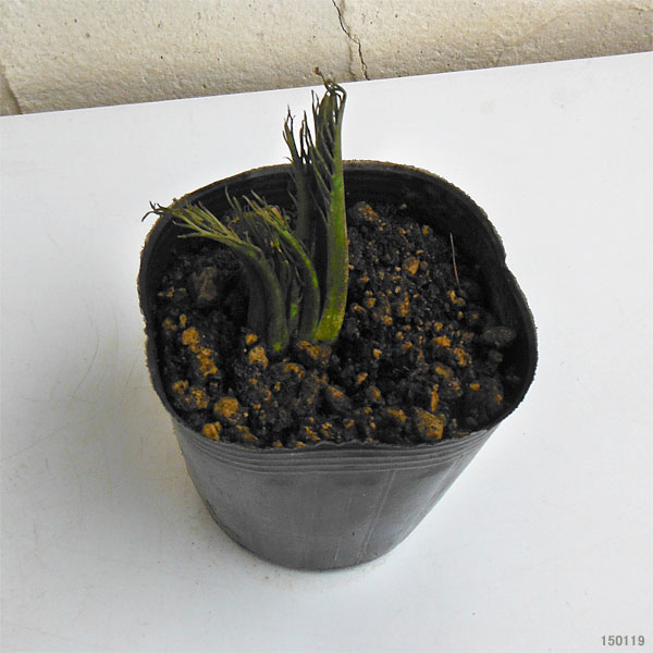 野菜の苗 ワサビダイコン（ホースラディッシュ）3号ポット2株セット |  | 02