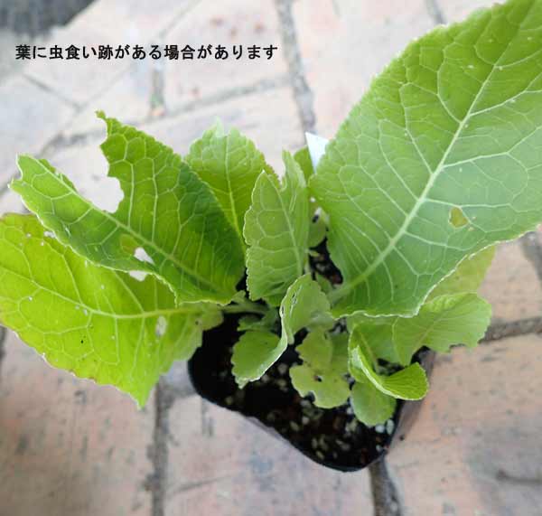 野菜の苗 ワサビダイコン（ホースラディッシュ）3号ポット2株セット |  | 05