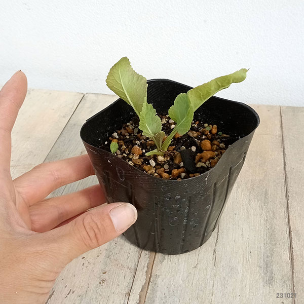 野菜の苗 ワサビダイコン（ホースラディッシュ）3号ポット2株セット |  | 07
