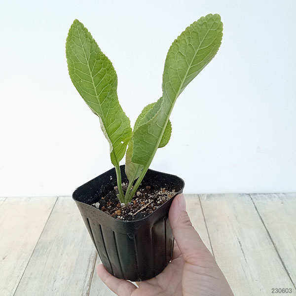 野菜の苗 ワサビダイコン（ホースラディッシュ）3号ポット2株セット |  | 09