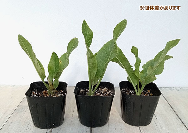 野菜の苗 ワサビダイコン（ホースラディッシュ）3号ポット2株セット |  | 01