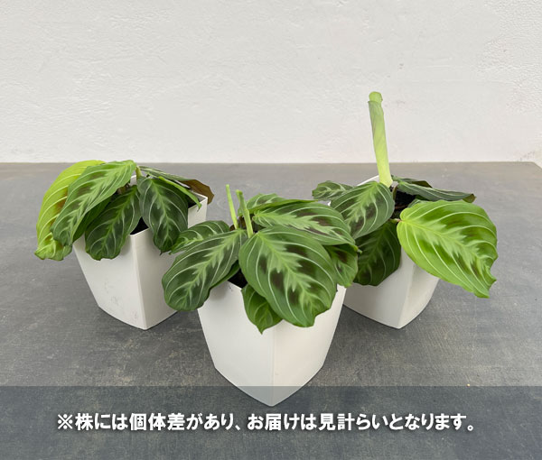 観葉植物/マランタ：キャットマスターシュ 4号鉢入り : 238775 : 園芸ネット - 通販 - Yahoo!ショッピング