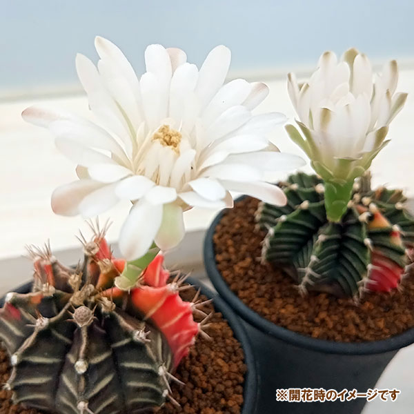 hk34様　ギムノカリキウム　大と中セット Amazon.co.jp: レア 多肉植物 サボテン ギムノカリキウム LB2178