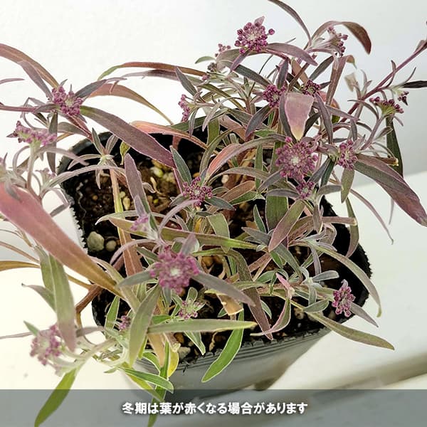 草花の苗 スーパーアリッサム スノープリンセス3号ポット |  | 07