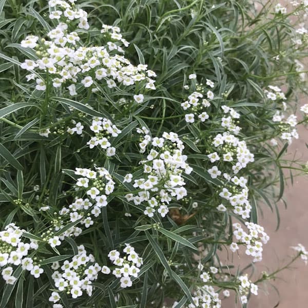 草花の苗 26年10月中下旬予約 スーパーアリ...の詳細画像1