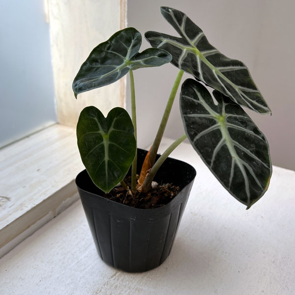 観葉植物 アロカシア ベイビー 3.5号ポットの詳細画像4