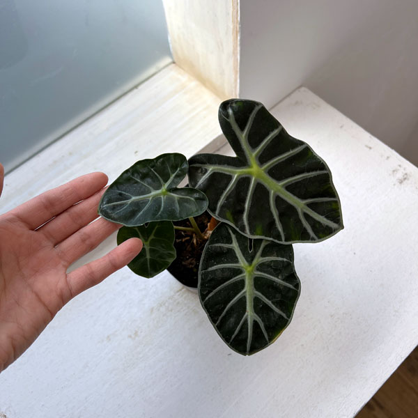 観葉植物 アロカシア ベイビー 3.5号ポットの詳細画像1