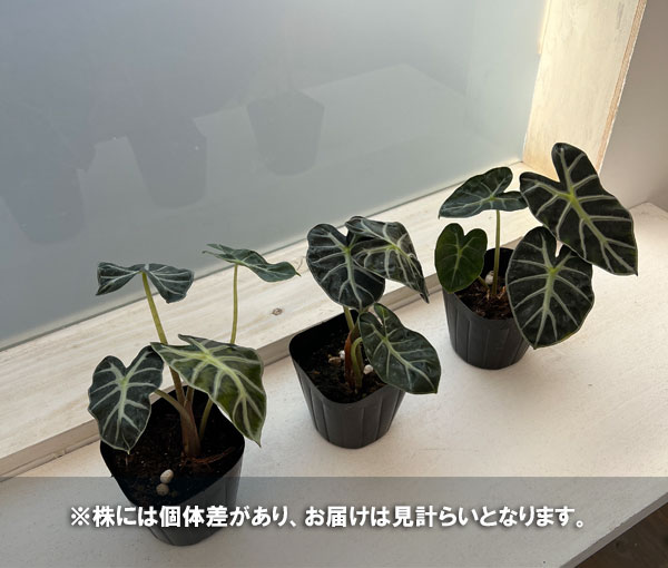観葉植物 アロカシア ベイビー 3.5号ポットの詳細画像3
