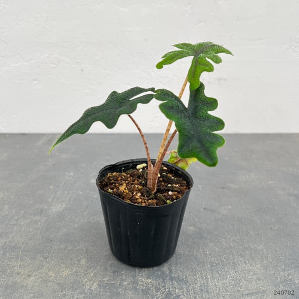 アロカシア オドラ（観葉植物） | 花、ガーデニング の商品一覧 通販