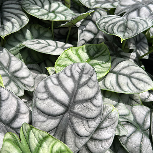 観葉植物 アロカシア シルバードラゴン 3-3.5号* : 園芸ネット - 通販