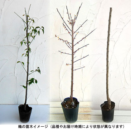 果樹の苗/梅2種受粉樹セット：白加賀（しろかが）と稲積（いなずみ）｜engei｜02