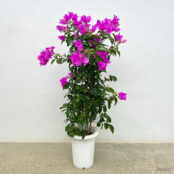 ブーゲンビレア　ブーゲンビリア　苗　花木　観葉植物　C ブーゲンビリア 苗のおすすめ人気商品一覧 通販 - Yahoo!ショッピング