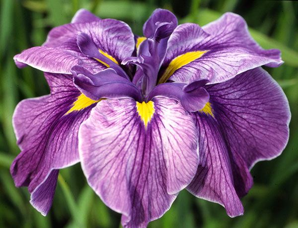 花菖蒲 苗のおすすめ人気商品一覧 通販 - Yahoo!ショッピング