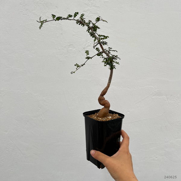 観葉植物 オペルクリカリア デカリー （実生株） 3.5号鉢植え24-02