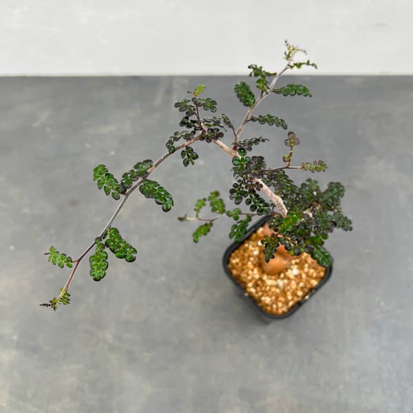 観葉植物 オペルクリカリア デカリー （実生株） 3.5号鉢植え24-02