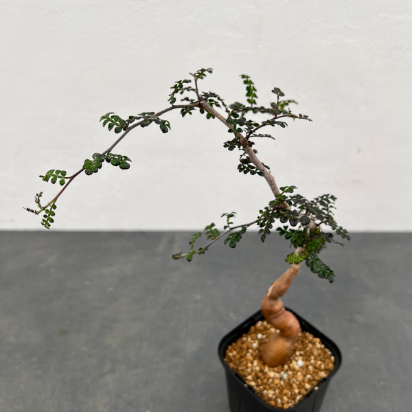 観葉植物 オペルクリカリア デカリー （実生株） 3.5号鉢植え24-02