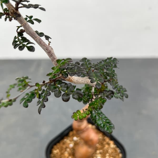 観葉植物 オペルクリカリア デカリー （実生株） 3.5号鉢植え24-02_3