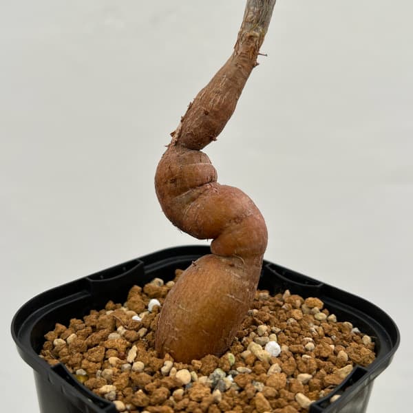 観葉植物 オペルクリカリア デカリー (実生株) 3.5号鉢植え24 観葉植物 オペルクリカリア デカリー (実生株) 3.5号鉢植え24