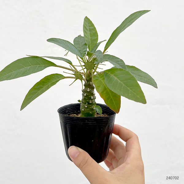 観葉植物 ドルステニア フォエチタ 2.5号ポット*の詳細画像1