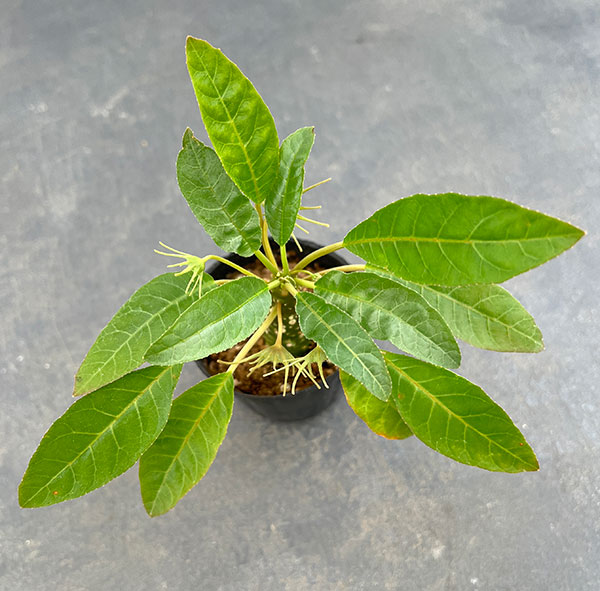観葉植物 ドルステニア フォエチタ 2.5号ポット*の詳細画像2