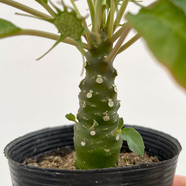 観葉植物 ドルステニア フォエチタ 2.5号ポット*の詳細画像3