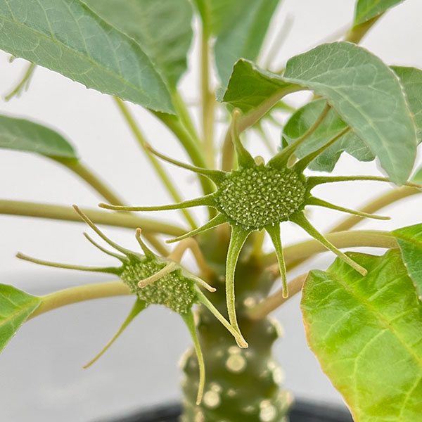 観葉植物 ドルステニア フォエチタ 2.5号ポット*の詳細画像4